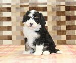 Small #7 Bernedoodle (Miniature)