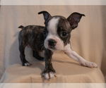 Small #12 Boston Terrier