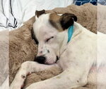 Small #8 American Staffordshire Terrier-Labrador Retriever Mix