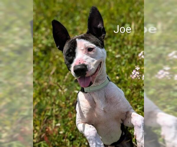 Medium Photo #5 American Pit Bull Terrier-Unknown Mix Puppy For Sale in McKinleyville, CA, USA
