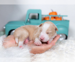 Small #3 Border Collie