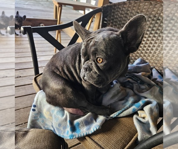 Medium Photo #1 French Bulldog Puppy For Sale in FAIRVIEW, MO, USA