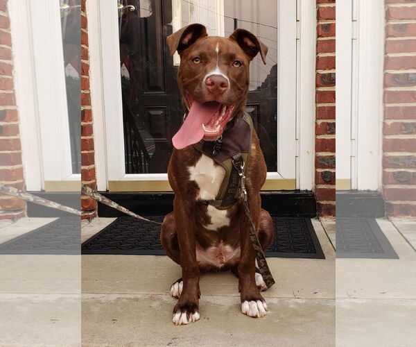 Medium Photo #20 American Pit Bull Terrier-Unknown Mix Puppy For Sale in Rockaway, NJ, USA