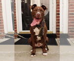 Small #19 American Pit Bull Terrier Mix