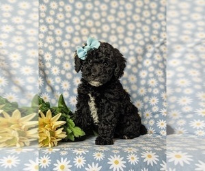 Poodle (Miniature)-Sheepadoodle Mix Puppy for sale in GLEN ROCK, PA, USA