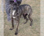 Small #1 Boxer Mix