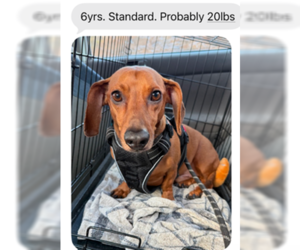 Dachshund Dogs for adoption in Los Angeles, CA, USA