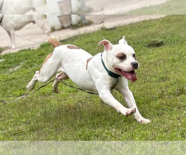 Medium Photo #3 American Pit Bull Terrier Puppy For Sale in Virginia Beach, VA, USA