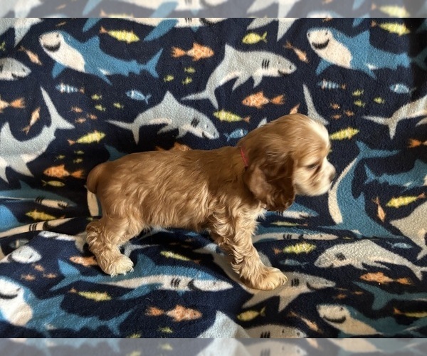 Medium Photo #23 Cocker Spaniel Puppy For Sale in COLBERT, GA, USA