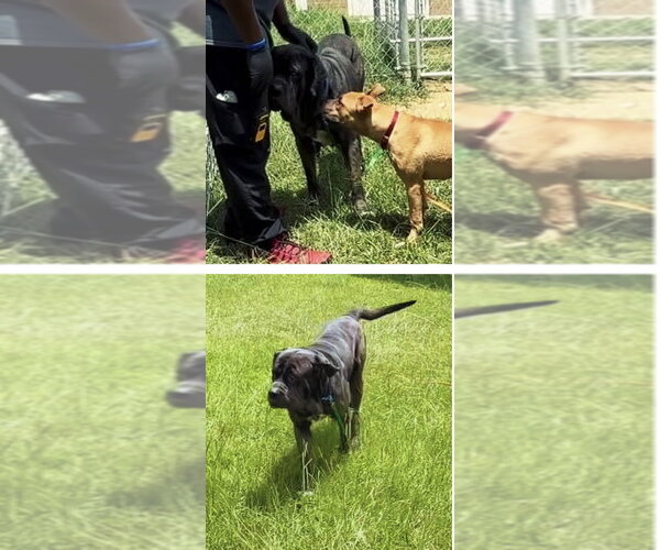 Medium Photo #11 Great Dane-Neapolitan Mastiff Mix Puppy For Sale in Rockaway, NJ, USA