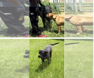Ghost SCAS - Male Great Dane-Neapolitan Mastiff Mix Dog for Adoption - Photo #11