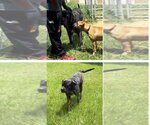 Small #10 Great Dane-Neapolitan Mastiff Mix