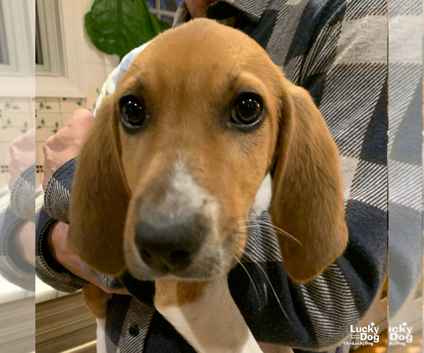 Medium Photo #8 Mutt Puppy For Sale in Washington, DC, USA