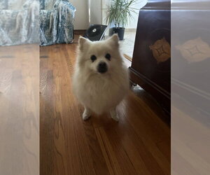 American Eskimo Dog Dogs for adoption in San Diego , CA, USA