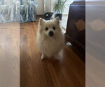 Small American Eskimo Dog