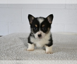 Pembroke Welsh Corgi Puppy for sale in MILLERSBURG, OH, USA