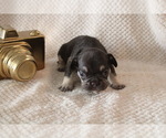 Small #31 French Bulldog