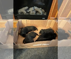 Rottweiler Puppy for sale in HARVEY, IL, USA