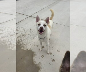Pomston Dogs for adoption in Lancaster, PA, USA