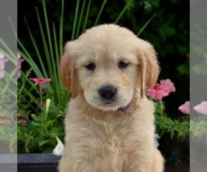Golden Retriever Puppy for sale in NEWPORT, PA, USA