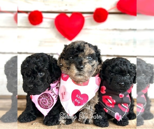 Medium Photo #1 Poodle (Toy) Puppy For Sale in SAINT AUGUSTINE, FL, USA