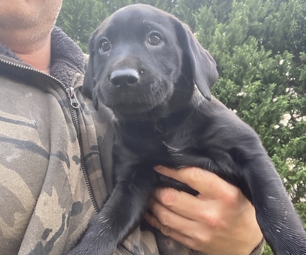 Medium Photo #12 Labrador Retriever Puppy For Sale in MARYVILLE, TN, USA