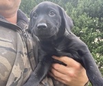 Small Photo #12 Labrador Retriever Puppy For Sale in MARYVILLE, TN, USA