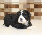 Small #5 Bernedoodle (Miniature)