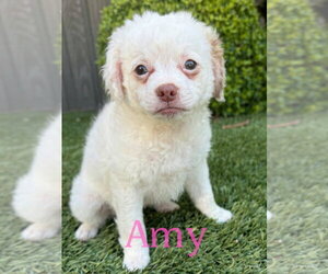 Papillon Dogs for adoption in Mission Viejo, CA, USA