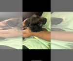 Small #1 Brussels Griffon