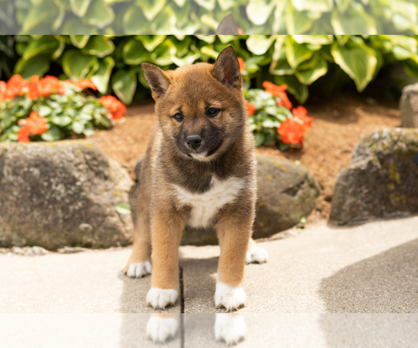 Medium Photo #4 Shiba Inu Puppy For Sale in MILLERSBURG, IN, USA
