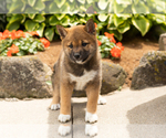 Small #3 Shiba Inu