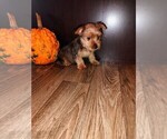 Puppy 1 Yorkshire Terrier