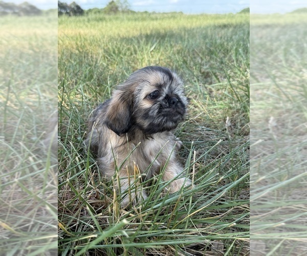 Medium Photo #8 Shih Tzu Puppy For Sale in MONROE, NC, USA