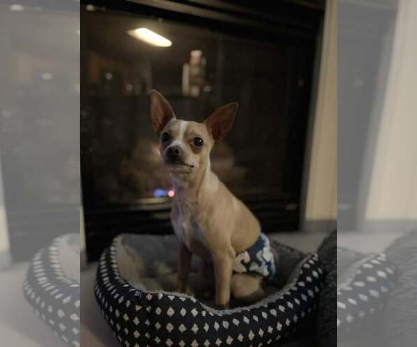 Medium Photo #1 Chihuahua-Unknown Mix Puppy For Sale in Visalia, CA, USA