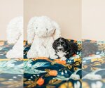 Small Photo #4 Dachshund Puppy For Sale in Crystal , MN, USA