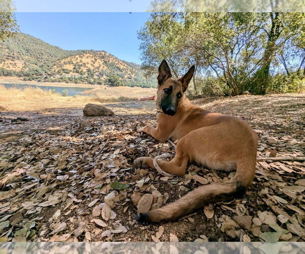 Medium Photo #7 German Shepherd Dog-Unknown Mix Puppy For Sale in West Sacramento, CA, USA