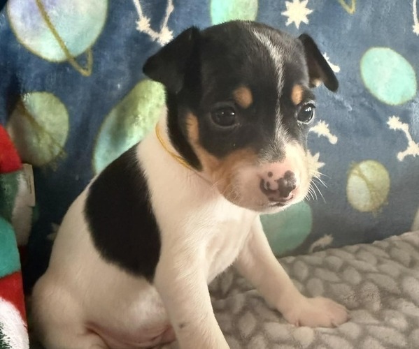 Medium Photo #1 Rat Terrier Puppy For Sale in MOLALLA, OR, USA