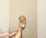Small #2 Golden Retriever