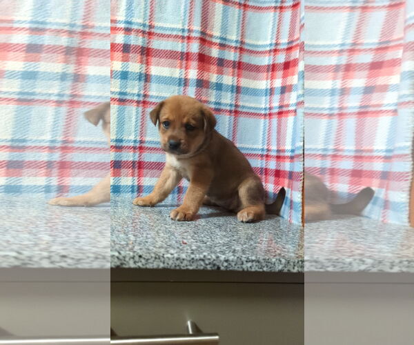Medium Photo #3 Mutt Puppy For Sale in FAIRLAWN, OH, USA