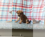 Small #2 Mutt