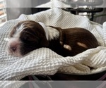 Small Photo #19 English Springer Spaniel Puppy For Sale in ACTON, MT, USA