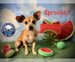 Small #3 Chihuahua Mix