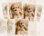 Small #2 Poodle (Toy)