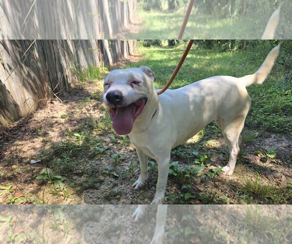 Medium Photo #2 Mutt Puppy For Sale in Jackson, MS, USA