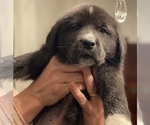 Puppy 5 Great Pyrenees-Newfoundland Mix