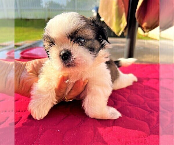 Medium Photo #36 Shih Tzu Puppy For Sale in MOORESVILLE, NC, USA