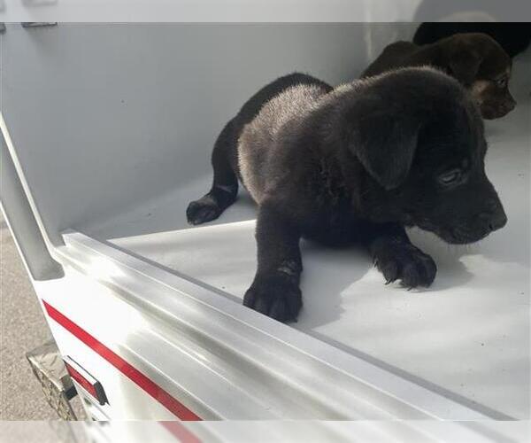 Medium Photo #1 Siberian Husky-Unknown Mix Puppy For Sale in Houston, TX, USA