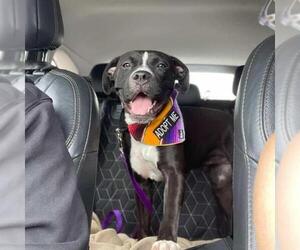 American Staffordshire Terrier-Unknown Mix Dogs for adoption in San Antonio, TX, USA