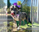 Small #8 American Pit Bull Terrier Mix